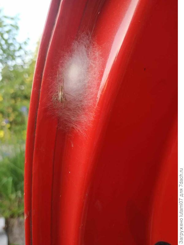 Гнездо на машине