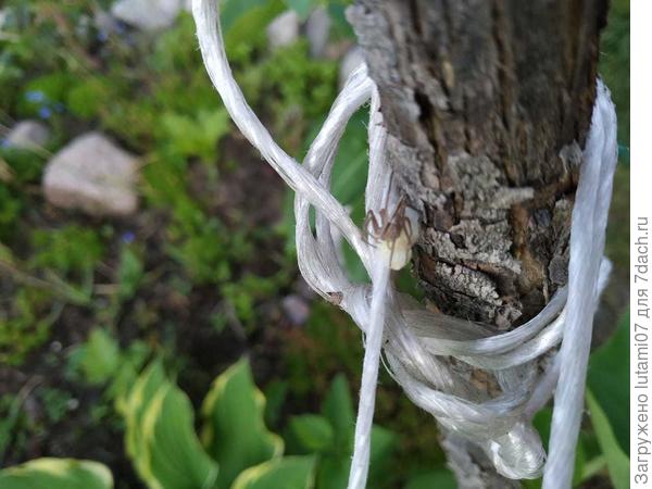 Перенесла на дерево