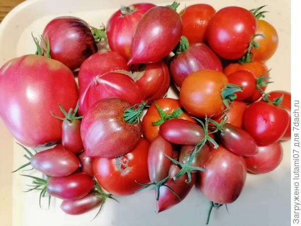 Бычье сердце розовое, Разбитое сердце, Дубрава, Спрут сливка шоколадная ( а по факту Розовая)