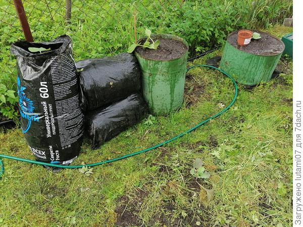 Посадила тыквы в бочки и мешки.