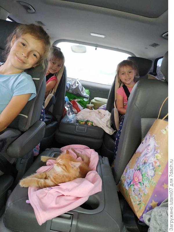 Котенок спит. А у дочки котя так ездит...