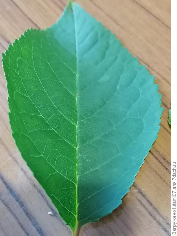 Лист с дерева