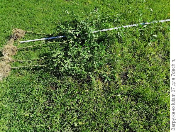 Черная лакомка удалена из грядки