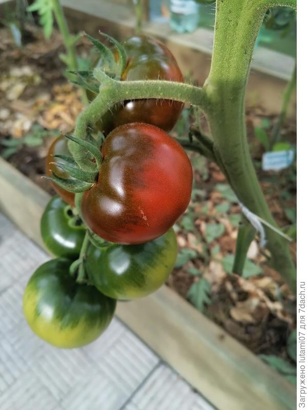 Черная лакомка зреет