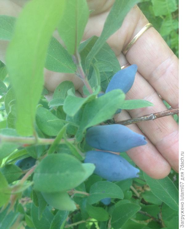 Жимолость неизвестного, но вкусного сорта.