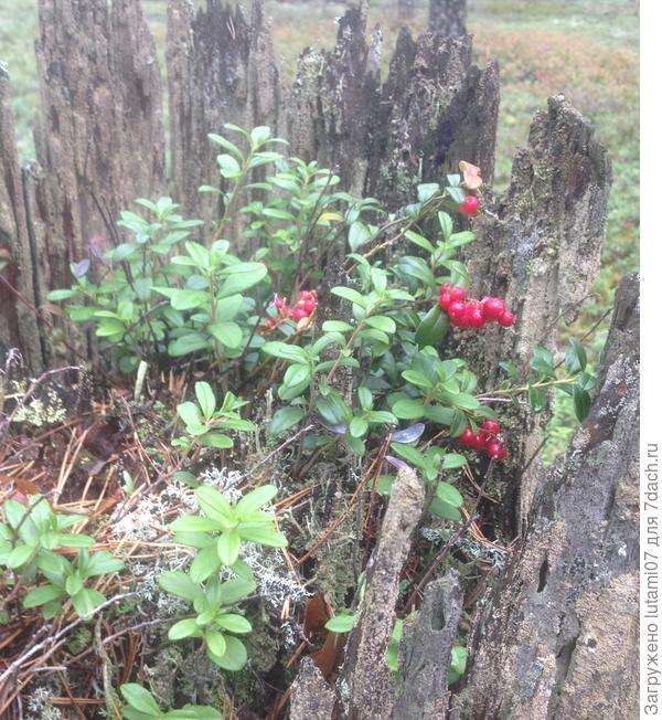 И на пеньках растёт брусника...