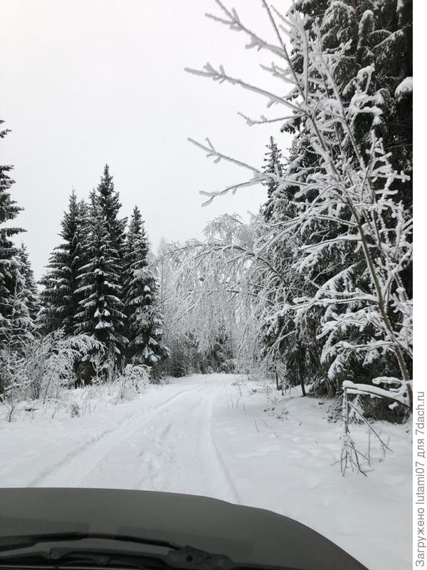 Деревья склонились под тяжестью снега