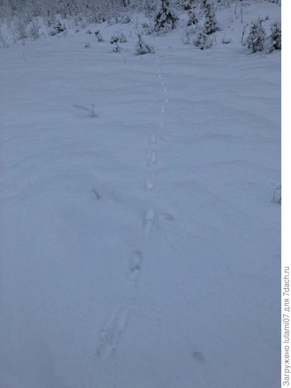 Недалеко следы лисы.