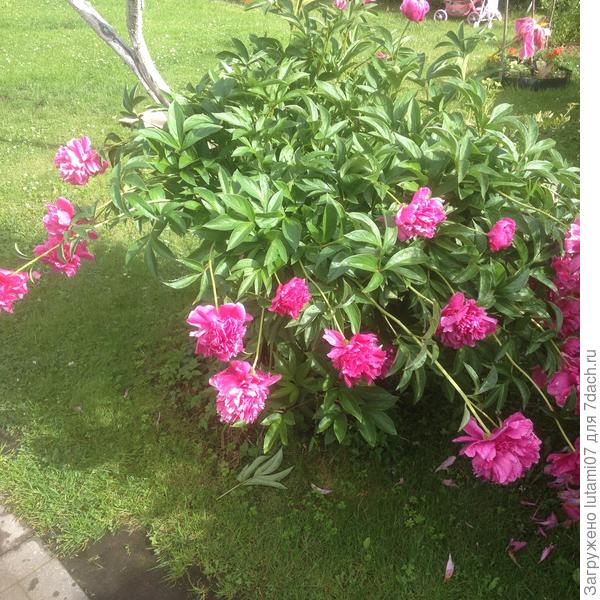 Дождём пригнуло. Но это куст взрослый