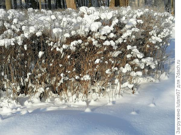 Эти кусты почему то мне  напоминают хлопок))