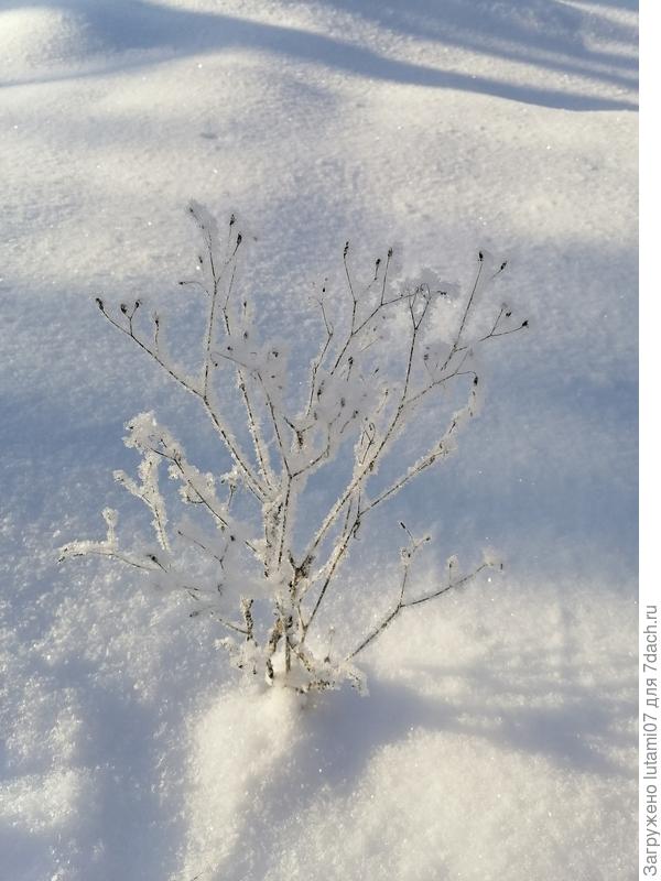 Прямо стерильная белизна снега. Конечно, фото это не передает