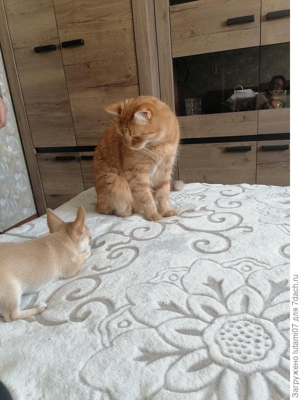 Заигрывает с котом