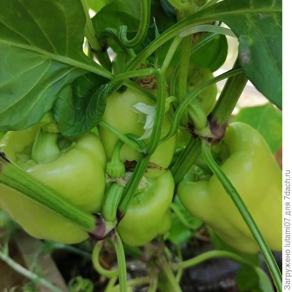 Перцы растут кучно))