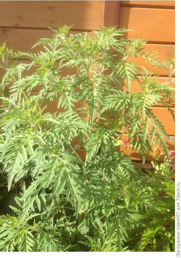 Амброзия полынелистная, сорняк злостный