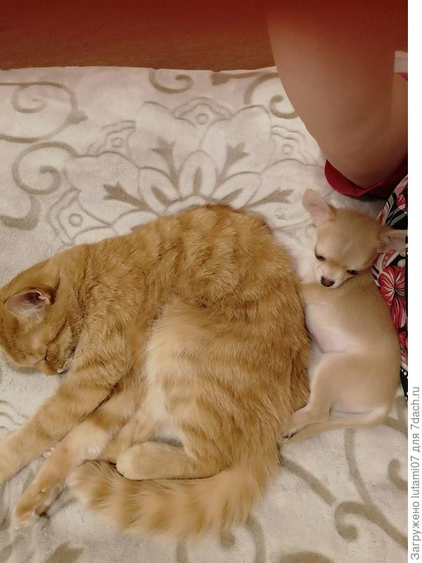 Кот снисходительно терпит