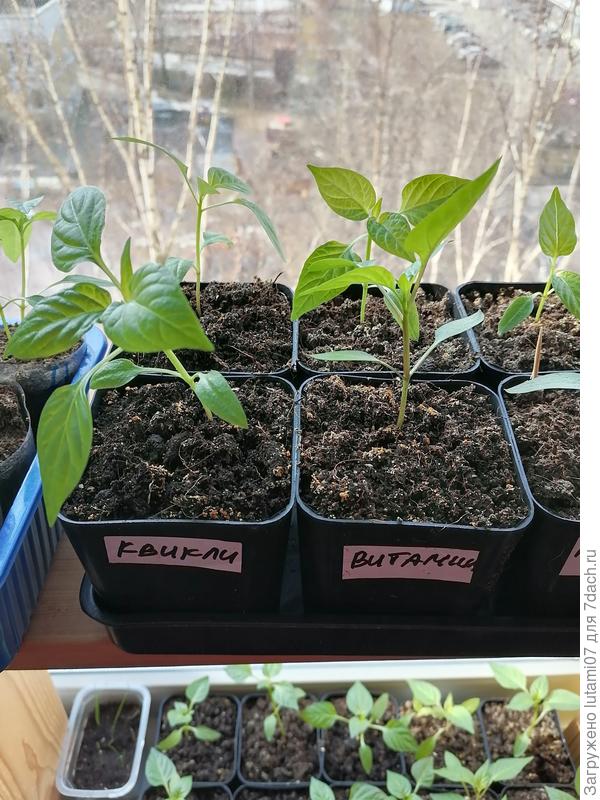 Квикли и витамин