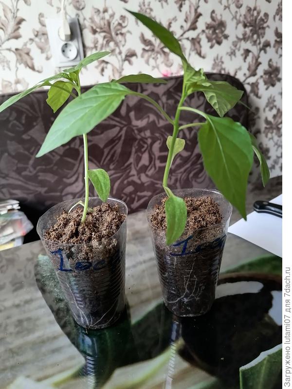 Оштра. Мощные перцы по сравнению с другими острыми. Сейчас пересажу в большие контейнеры