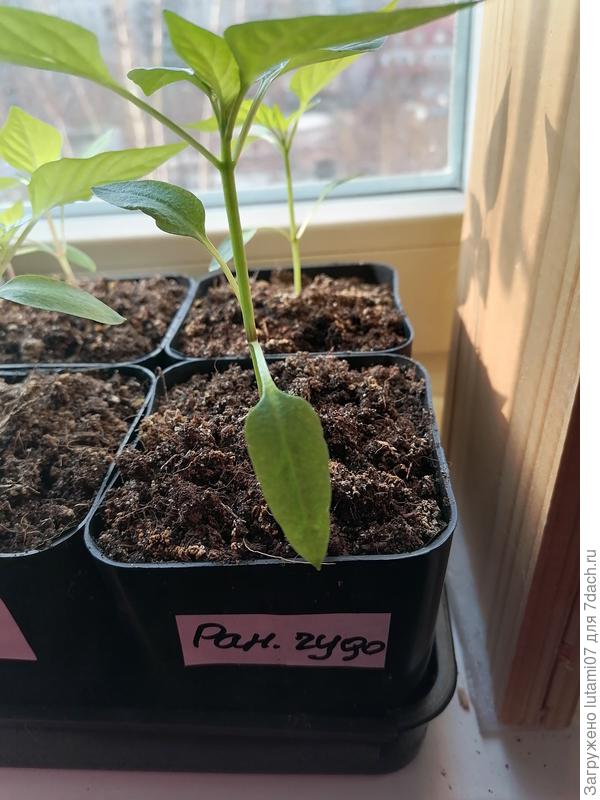 Раннее чудо