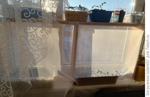 Закрываю рассаду от кота  тюлем