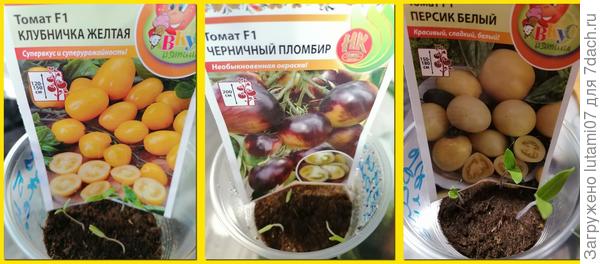 Всхожесть 100%