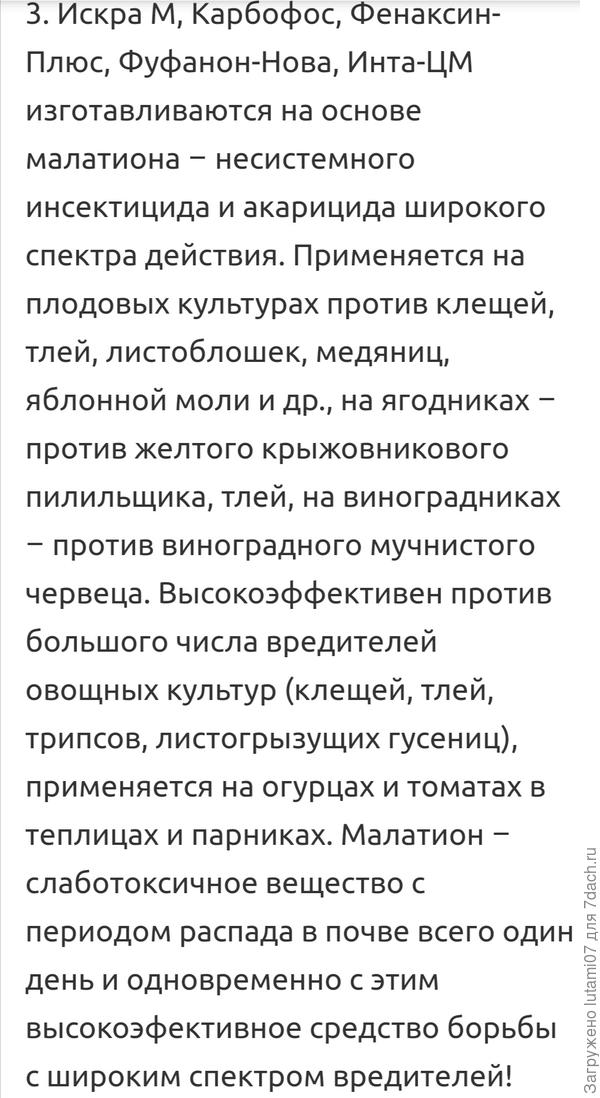 Тля на рябине чем обработать. Смотреть фото Тля на рябине чем обработать. Смотреть картинку Тля на рябине чем обработать. Картинка про Тля на рябине чем обработать. Фото Тля на рябине чем обработать