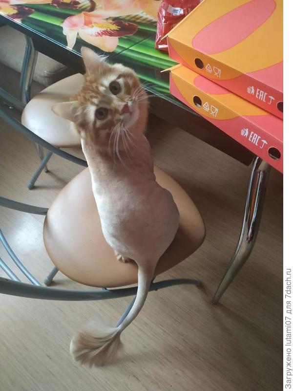 Из кота делали льва)))