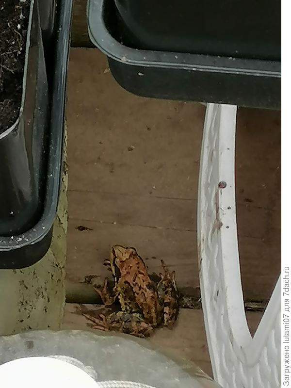 Житель теплицы