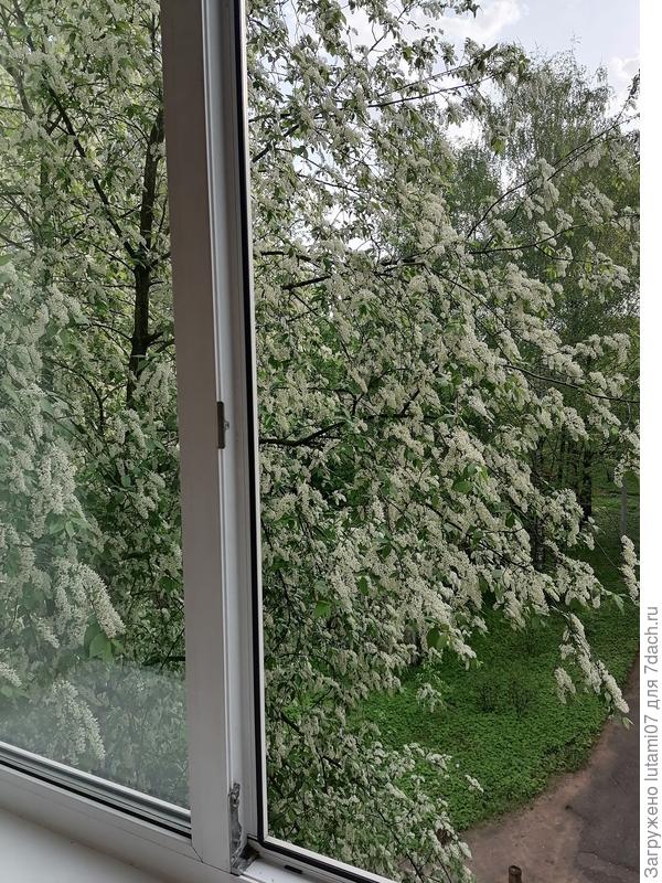 А ветки черемухи прямо у окна. Окно правда на работе))