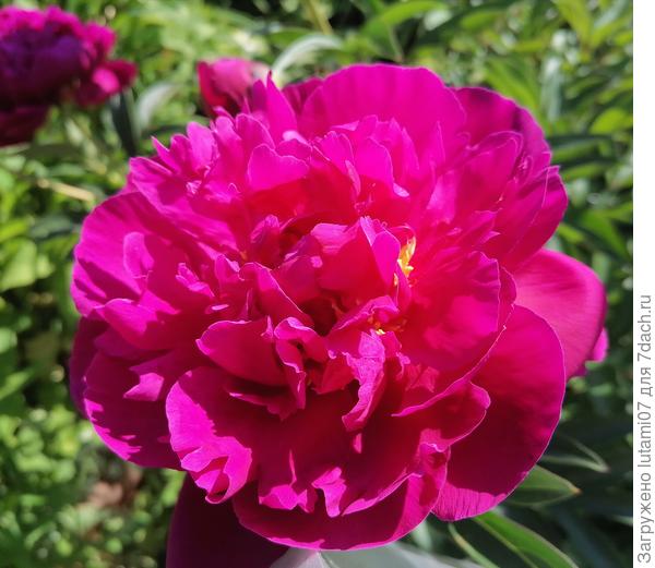 Сорт пиона к сожалению не знаю.