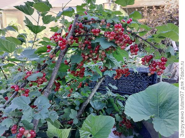 На смородины ветки приходится подпирать