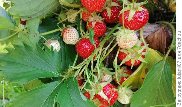 Неизвестный сорт, достался в наследство вместе с дачей