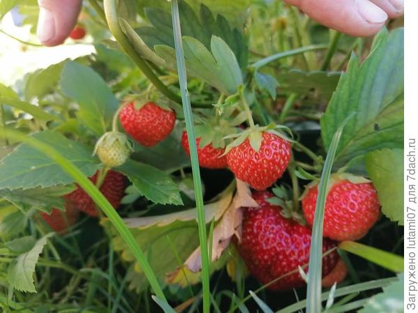 Фестивальная