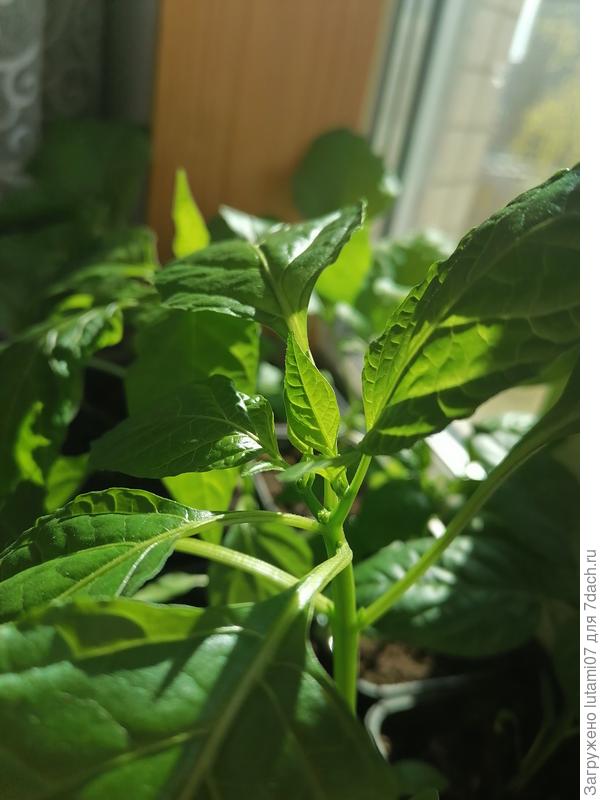 Зеленые пальчики