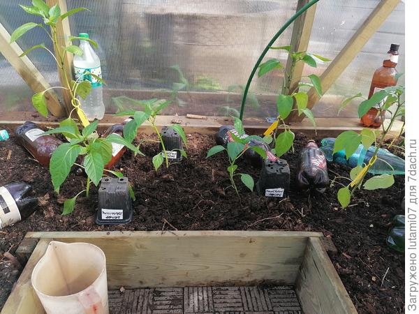 Пересадка завершена