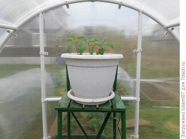 Контейнер с перцами стоит на подставке, ближе к крыше