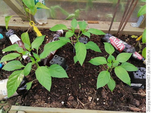 Зеленые пальчики