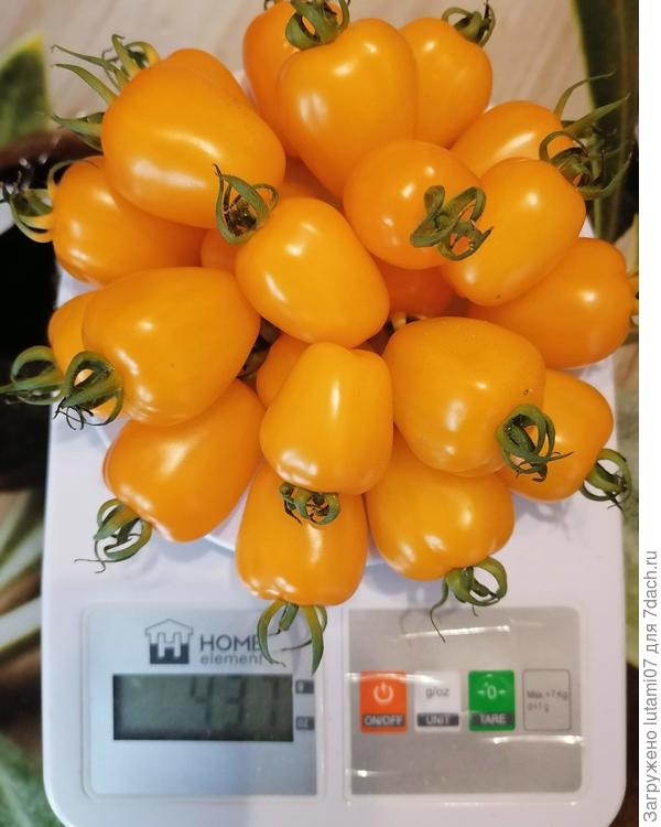 Вес первого урожая