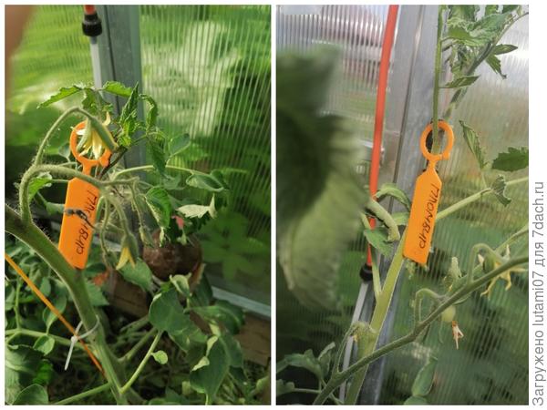 Цветы и первые плоды