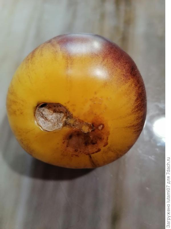 Вершинная гниль