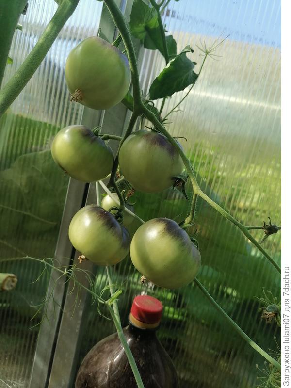 Плоды начинают окрашиваться