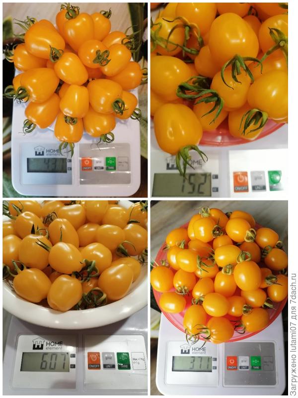 Собранный урожай на сегодняшний день с двуз растений