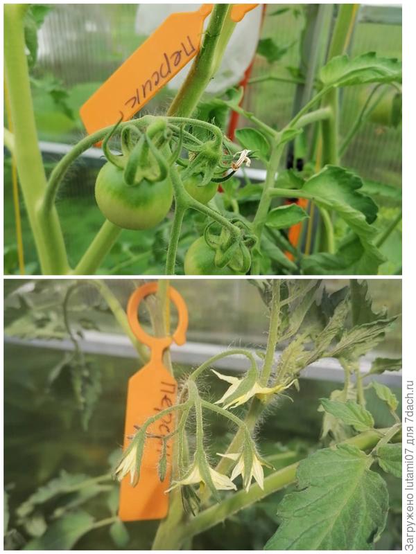 Цветение началось