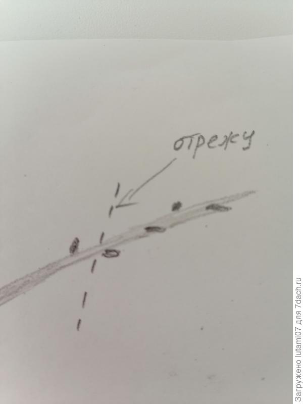 Вот эта верхняя почка даст побег вверх.