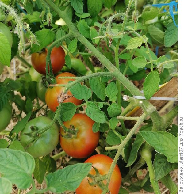 Томат Лакомка