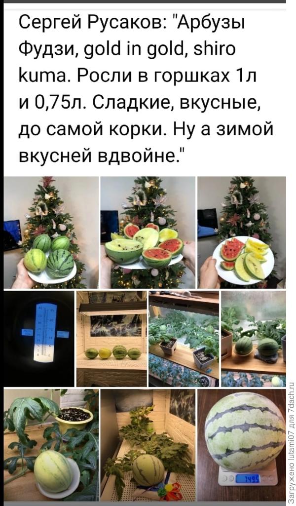 Можно ли вырастить арбуз дома? - ответы экспертов 7dach.ru