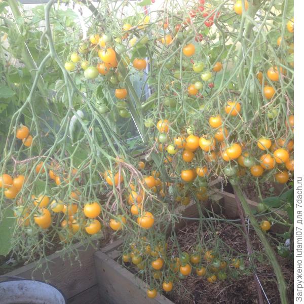 Вишня желтая