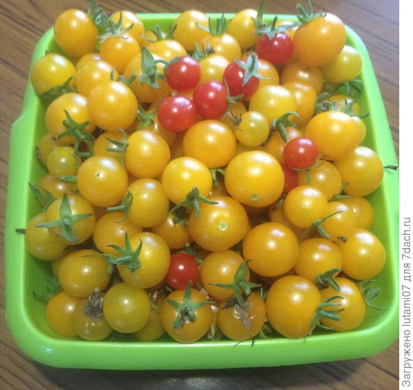 Вишня желтая