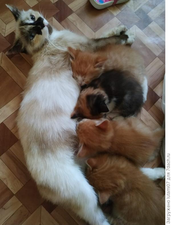 Вот один из этих рыжиков приехал из Тульской области в Санкт- Петербург и стал красавцем с фото выше.