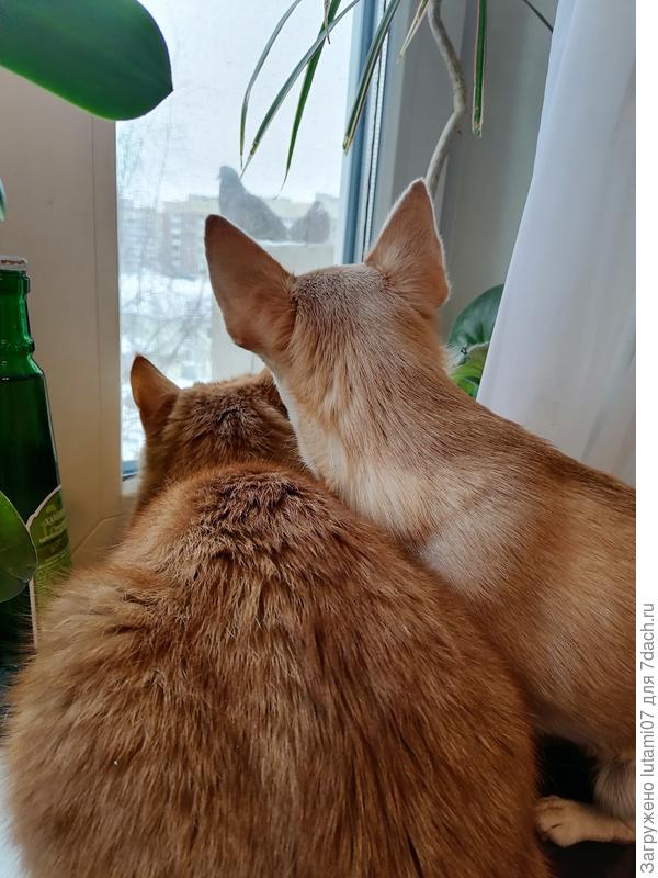 Когда смотрят в одну сторону