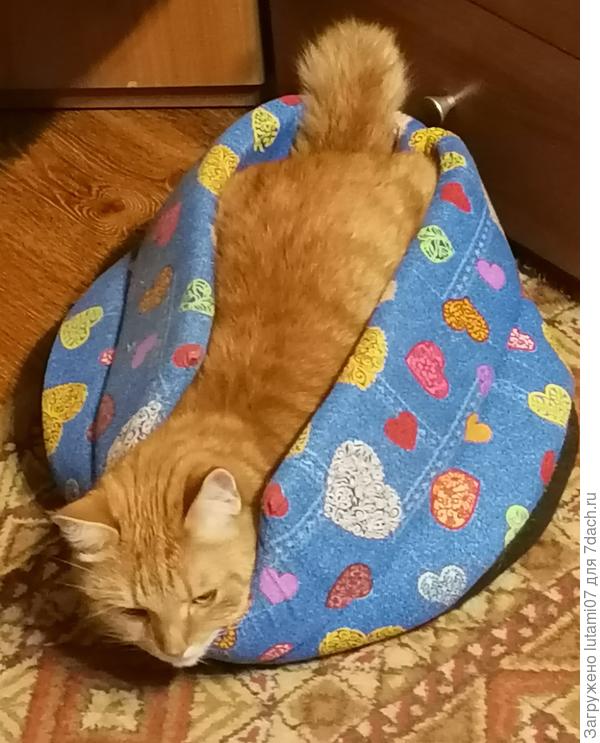 Залез в собачью лежанку, но что - то там не помещается